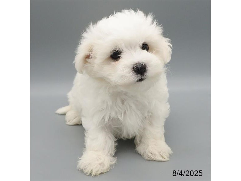 Maltese - 21603