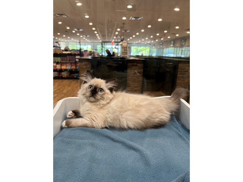 Ragdoll – 21587