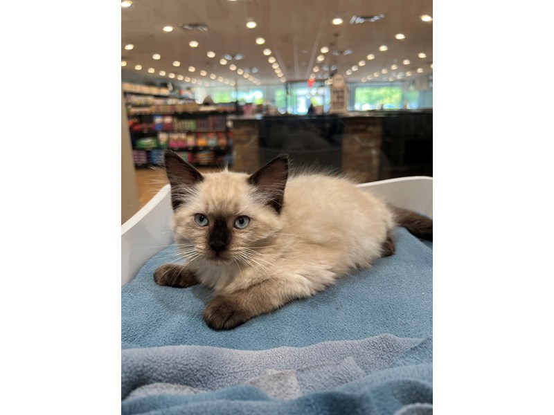 Ragdoll – 21589