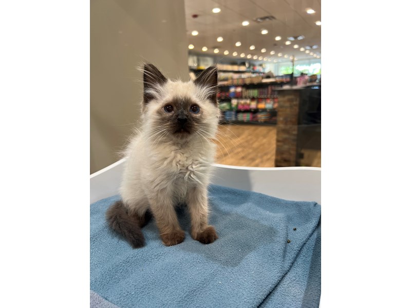 Siamese – 21572