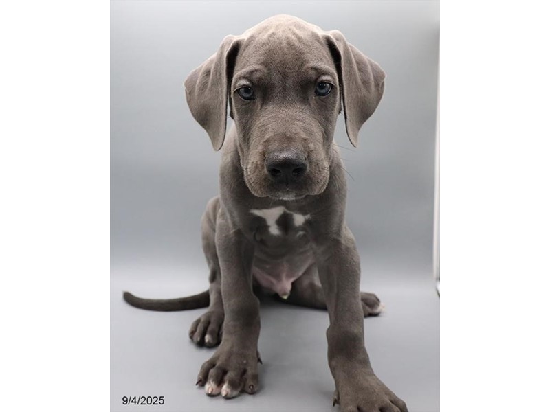 Great Dane – 21608