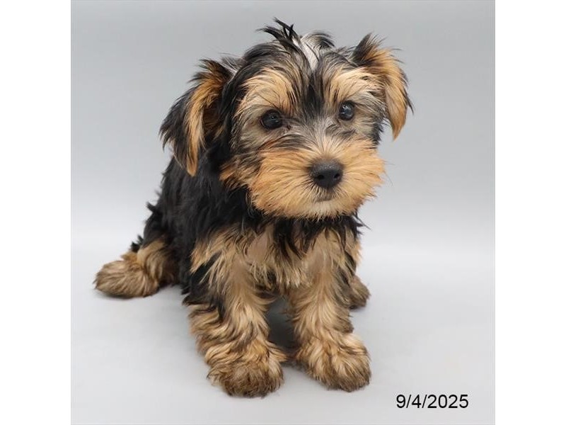 Yorkshire Terrier – 21609