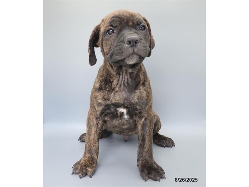 Cane Corso – 21610