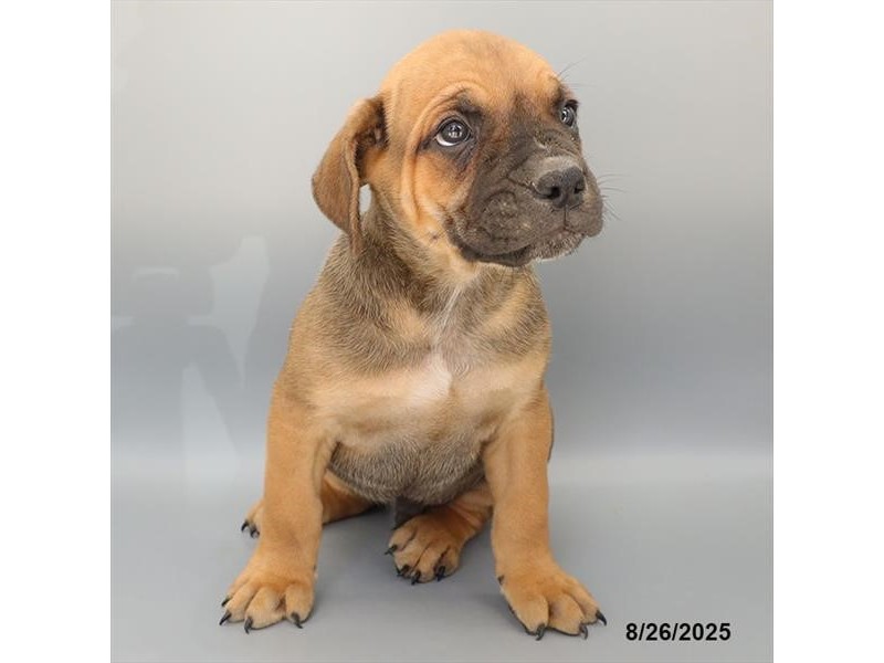 Cane Corso – 21611