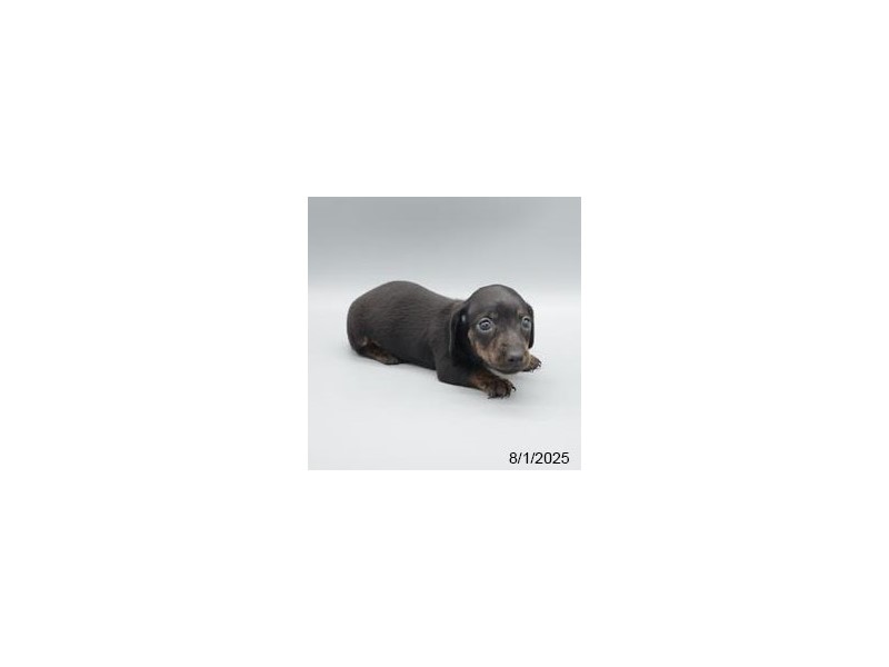Dorkie – 21612