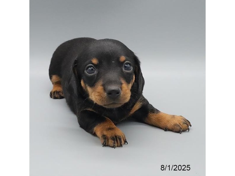Dachshund – 21613
