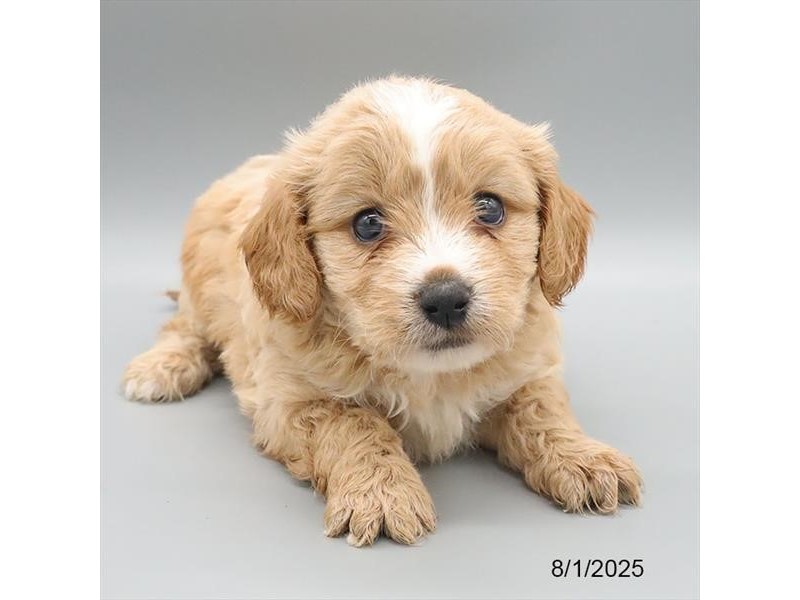 Cavachon – 21614