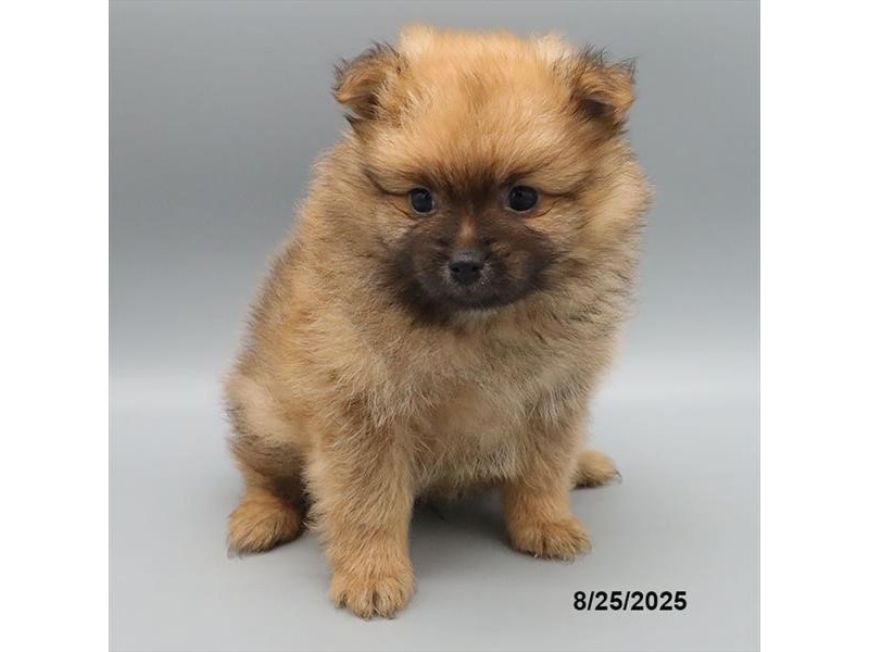 Pomeranian – 21615