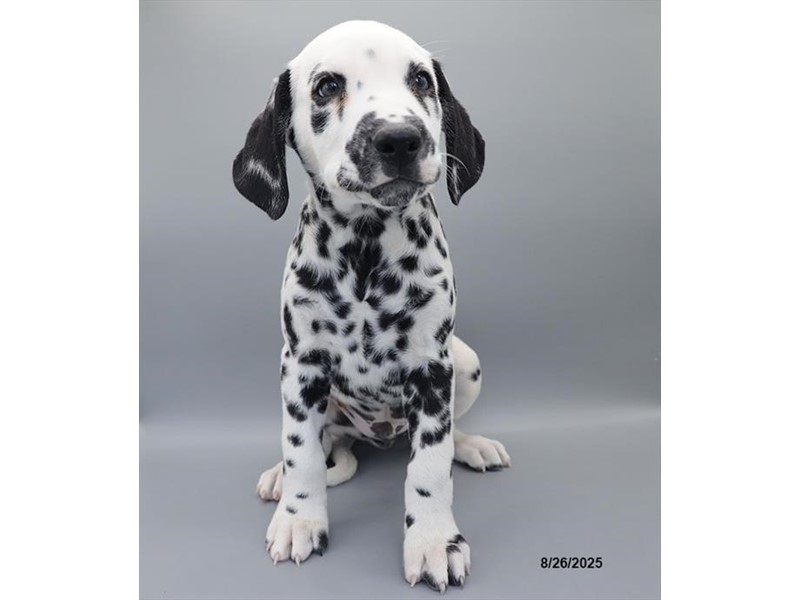 Dalmatian – 21616