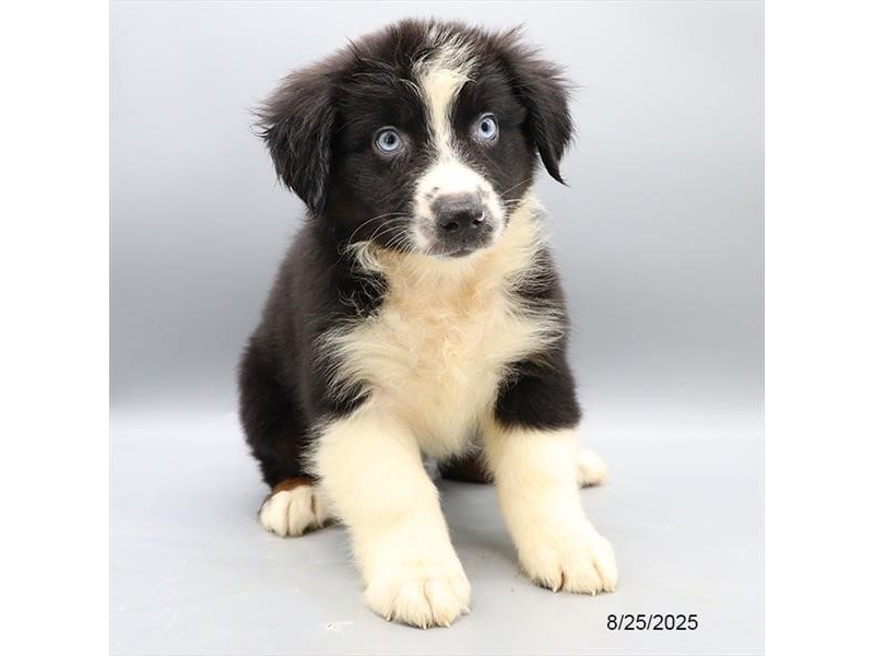 Australian Shepherd – 21617