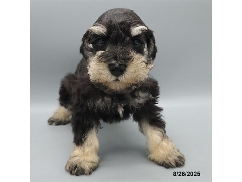Miniature Schnauzer – 21618