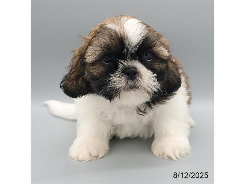 Shih Tzu – 21619