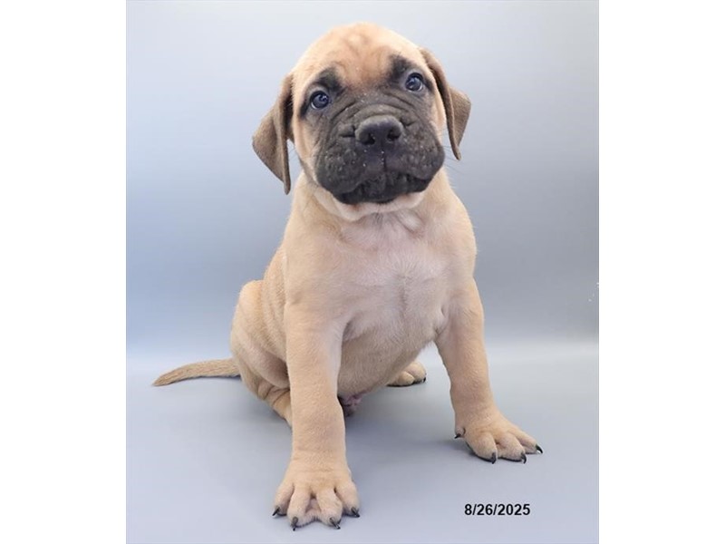 Bullmastiff – 21623