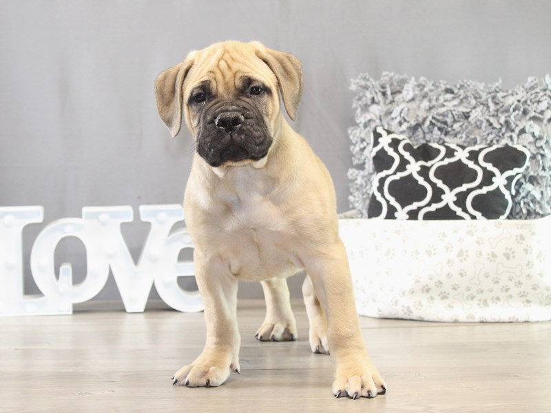 Bullmastiff – 21623