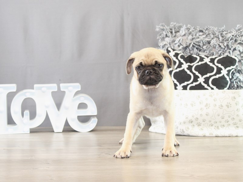 Pug – 21622