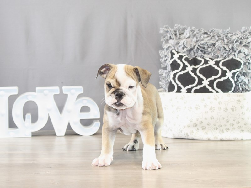 English Bulldog – 21620