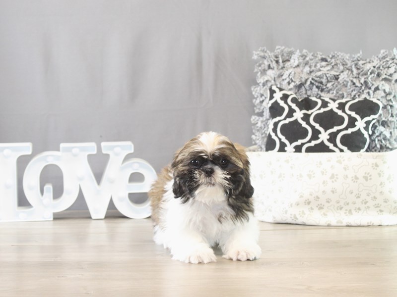 Shih Tzu – 21619