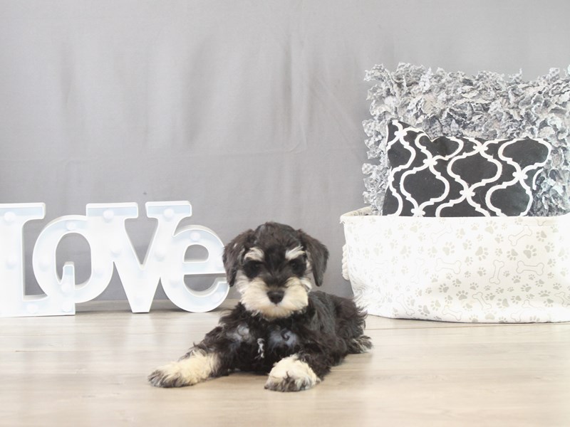 Miniature Schnauzer – 21618