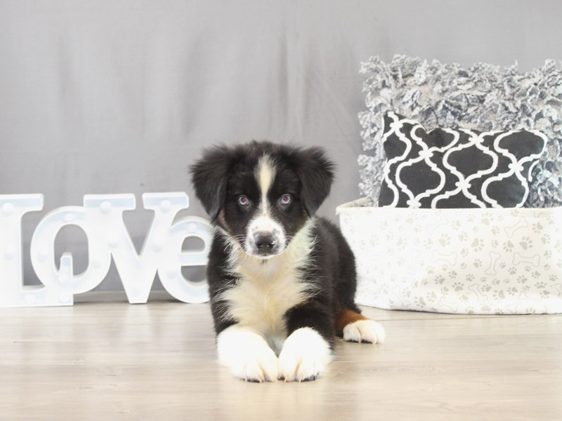 Australian Shepherd – 21617