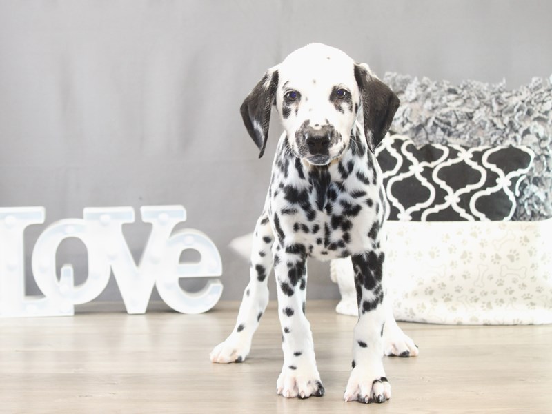 Dalmatian – 21616
