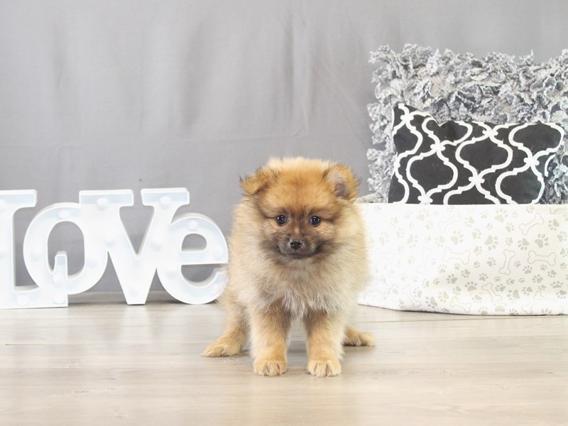 Pomeranian – 21615
