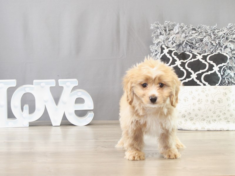 Cavachon – 21614