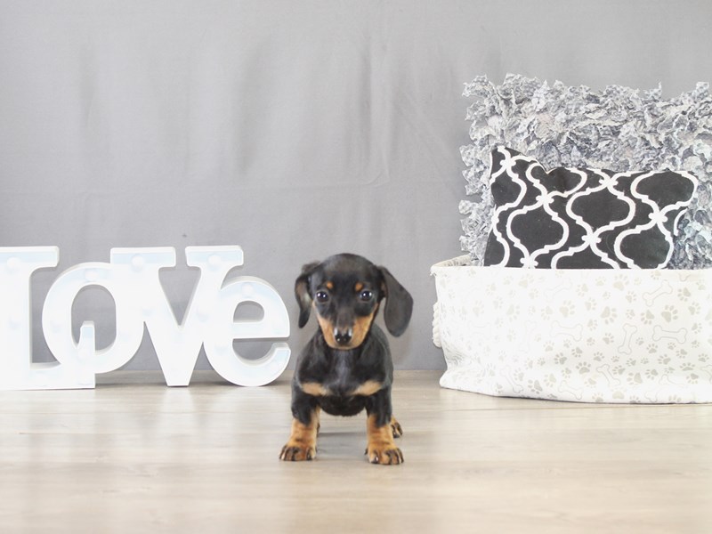 Dachshund – 21613