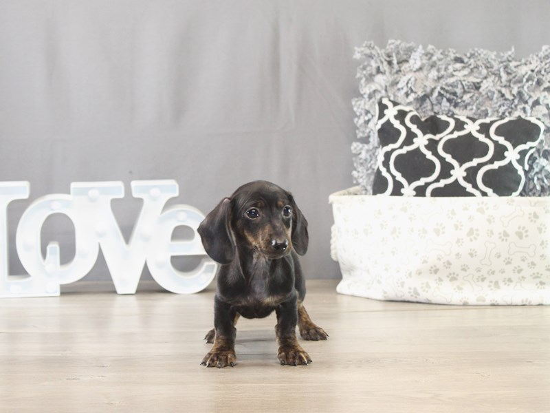 Dorkie – 21612