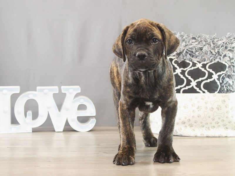 Cane Corso – 21610