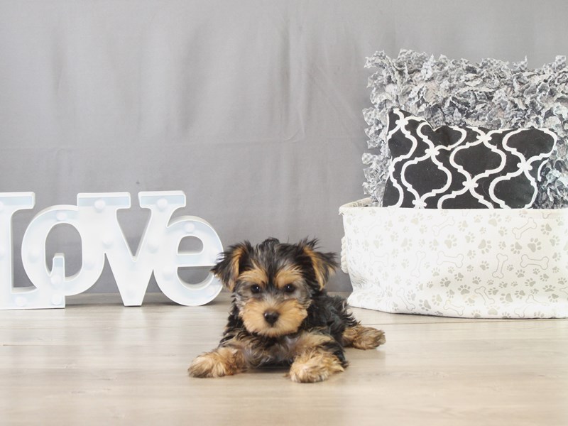 Yorkshire Terrier – 21609
