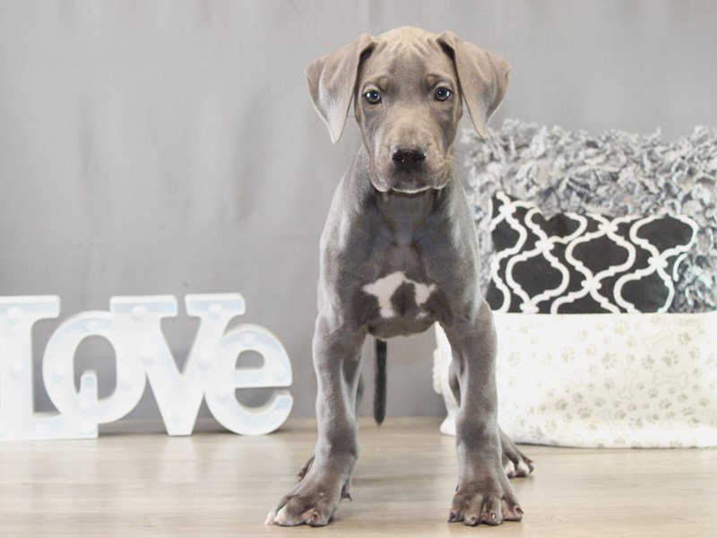 Great Dane – 21608