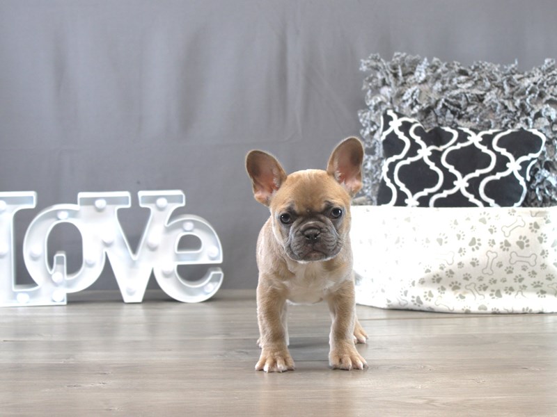French Bulldog – 21592