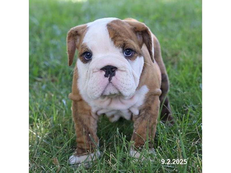 English Bulldog – 21624