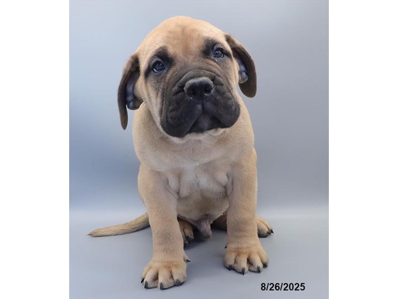 Bullmastiff – 21625