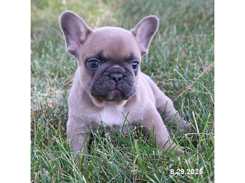French Bulldog – 21627