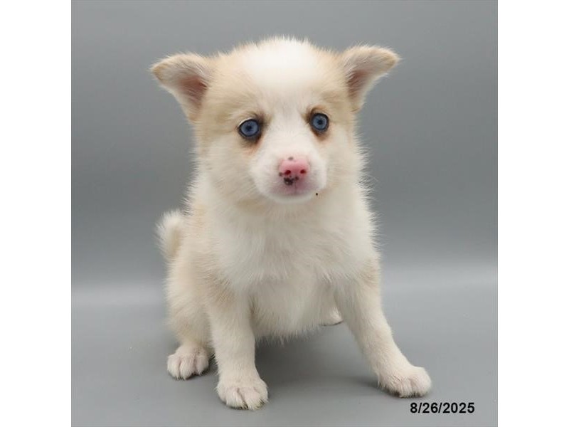 Pomsky 2nd Gen – 21629