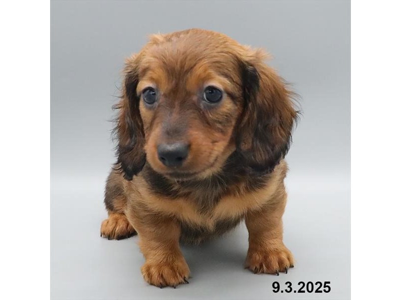 Dachshund – 21630