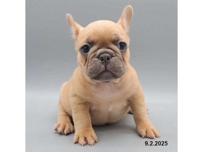 French Bulldog – 21632