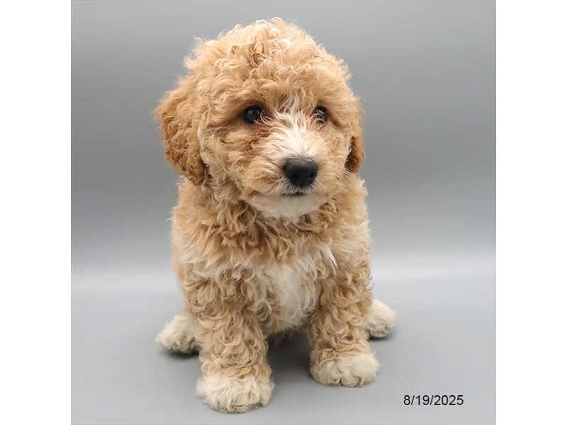 Bichapoo – 21634