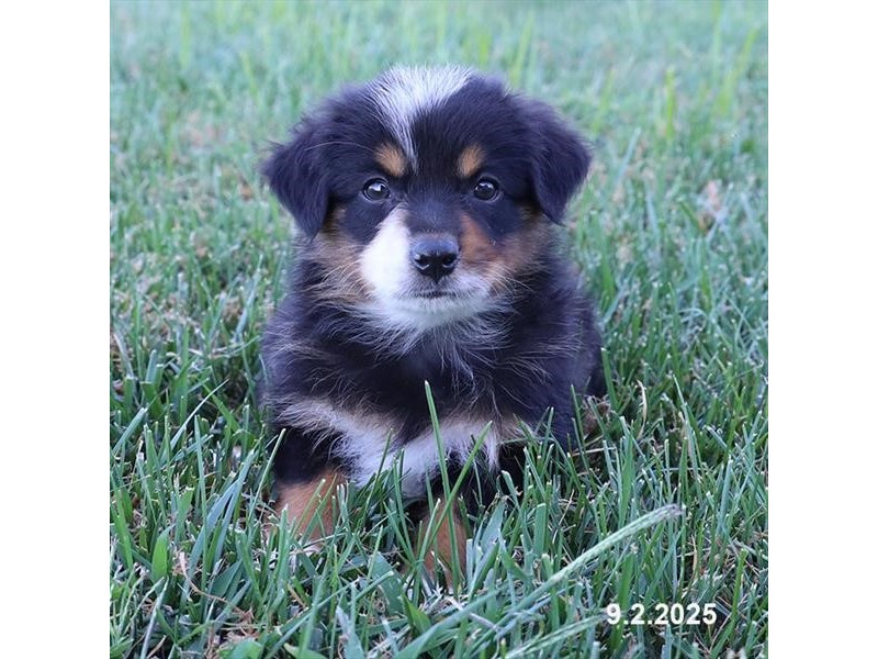 Miniature Australian Shepherd – 21635