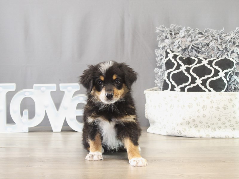Miniature Australian Shepherd – 21635