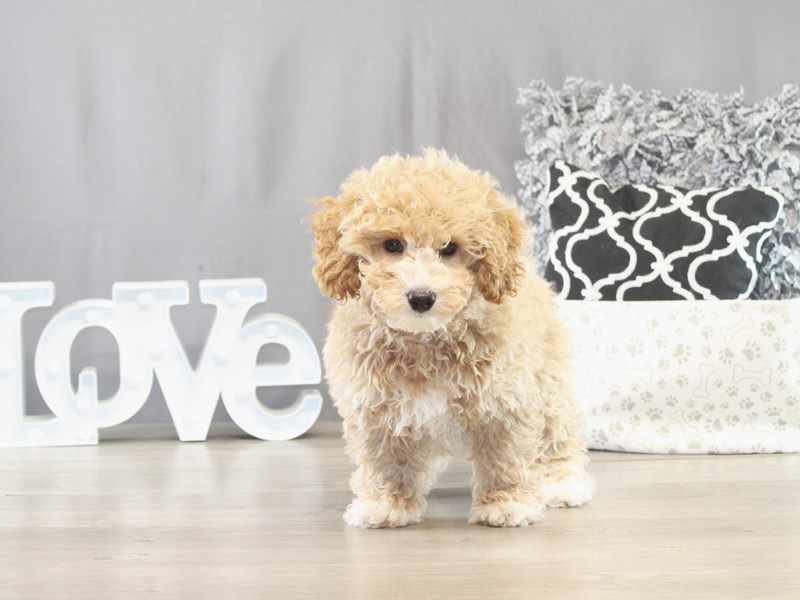 Bichonpoo – 21634