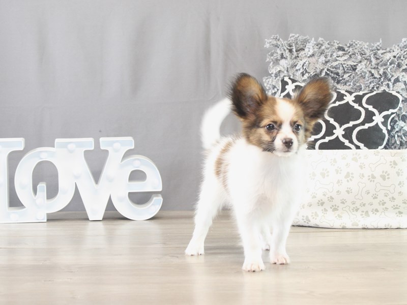 Papillon – 21633