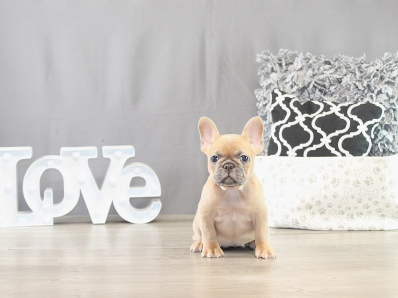 French Bulldog – 21632