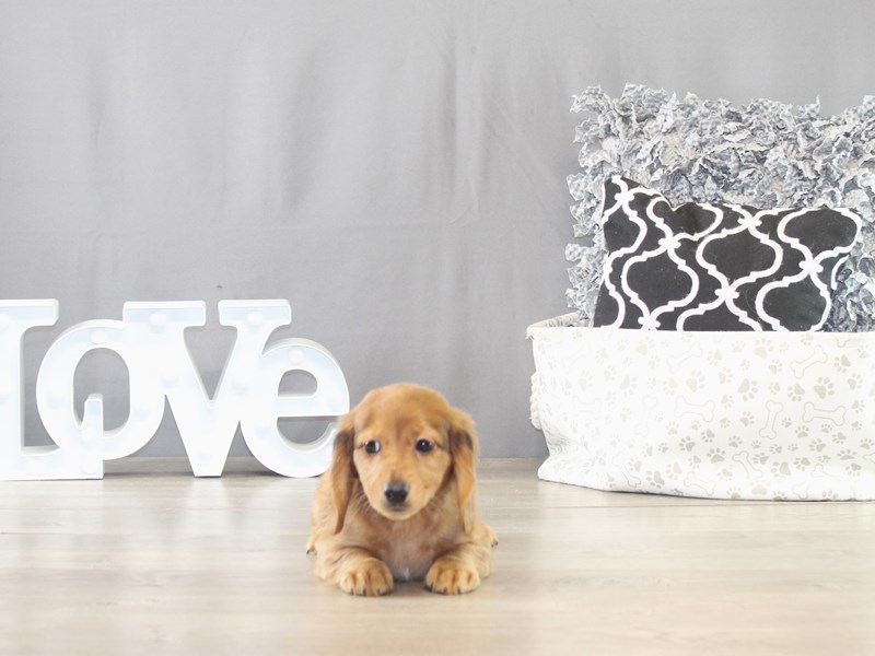 Dachshund – 21631