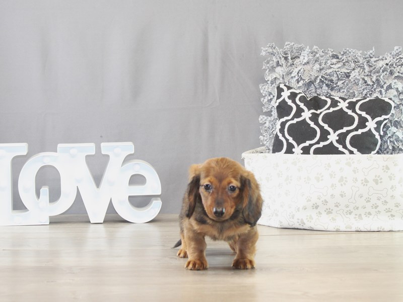 Dachshund – 21630
