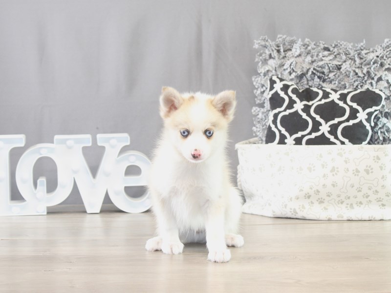 Pomsky – 21629