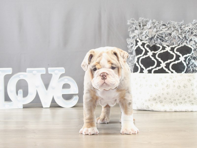 English Bulldog – 21628