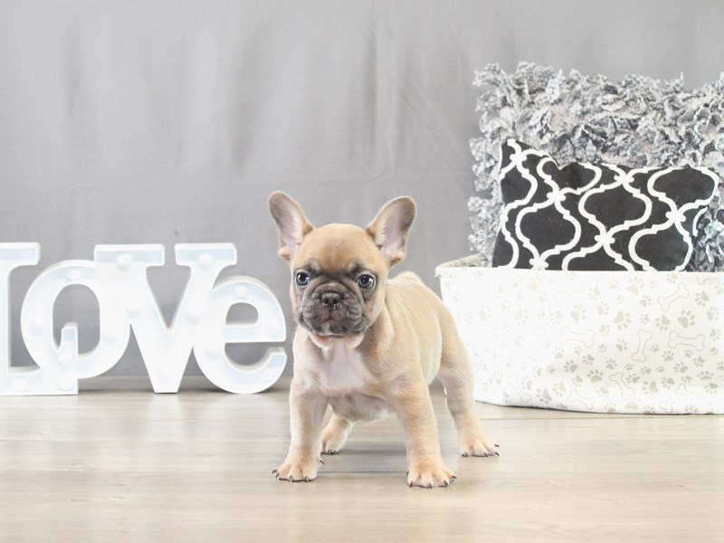 French Bulldog – 21627