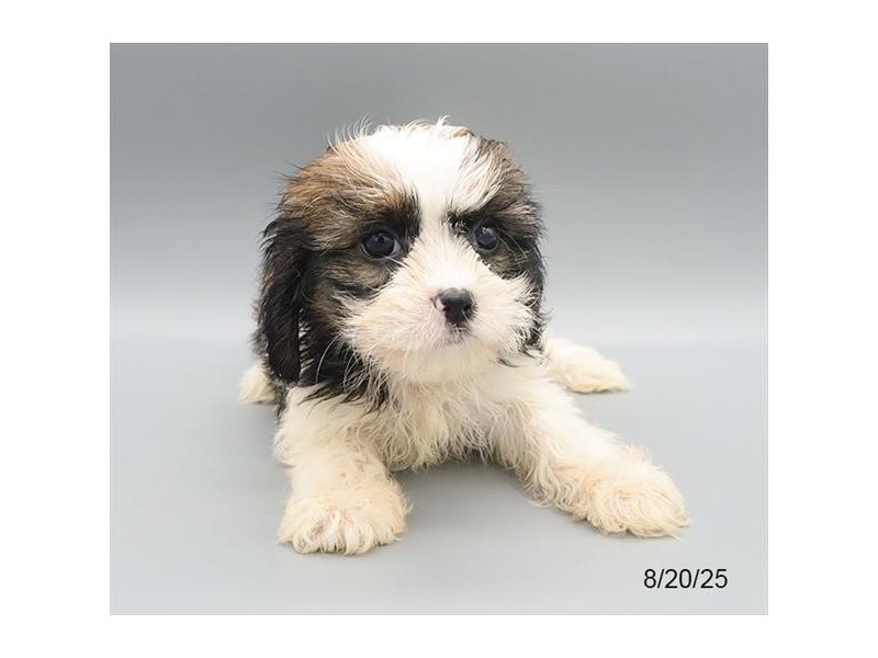 Shihpoo – 21653
